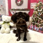 Adam – Toy Schnauzer $1800