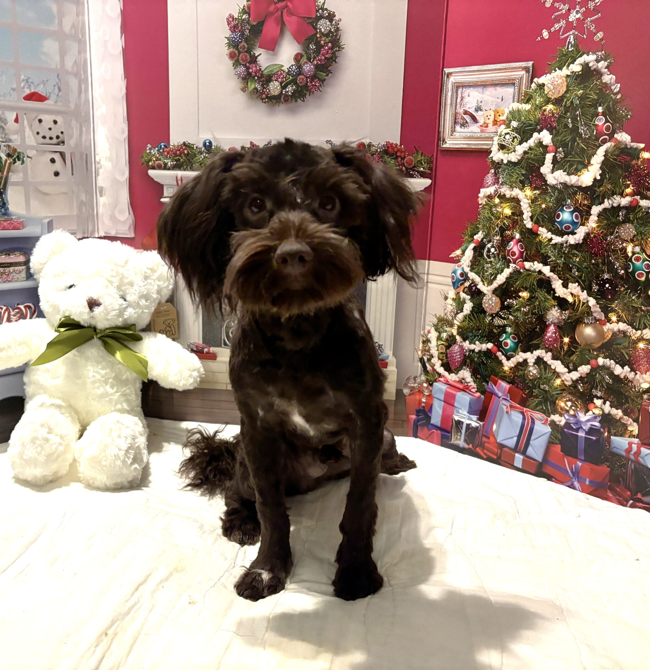 Adam – Toy Schnauzer $1800