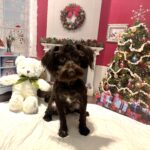 Adam – Toy Schnauzer $1800
