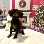 Adam – Toy Schnauzer $1800