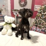 Adam – Toy Schnauzer $1800