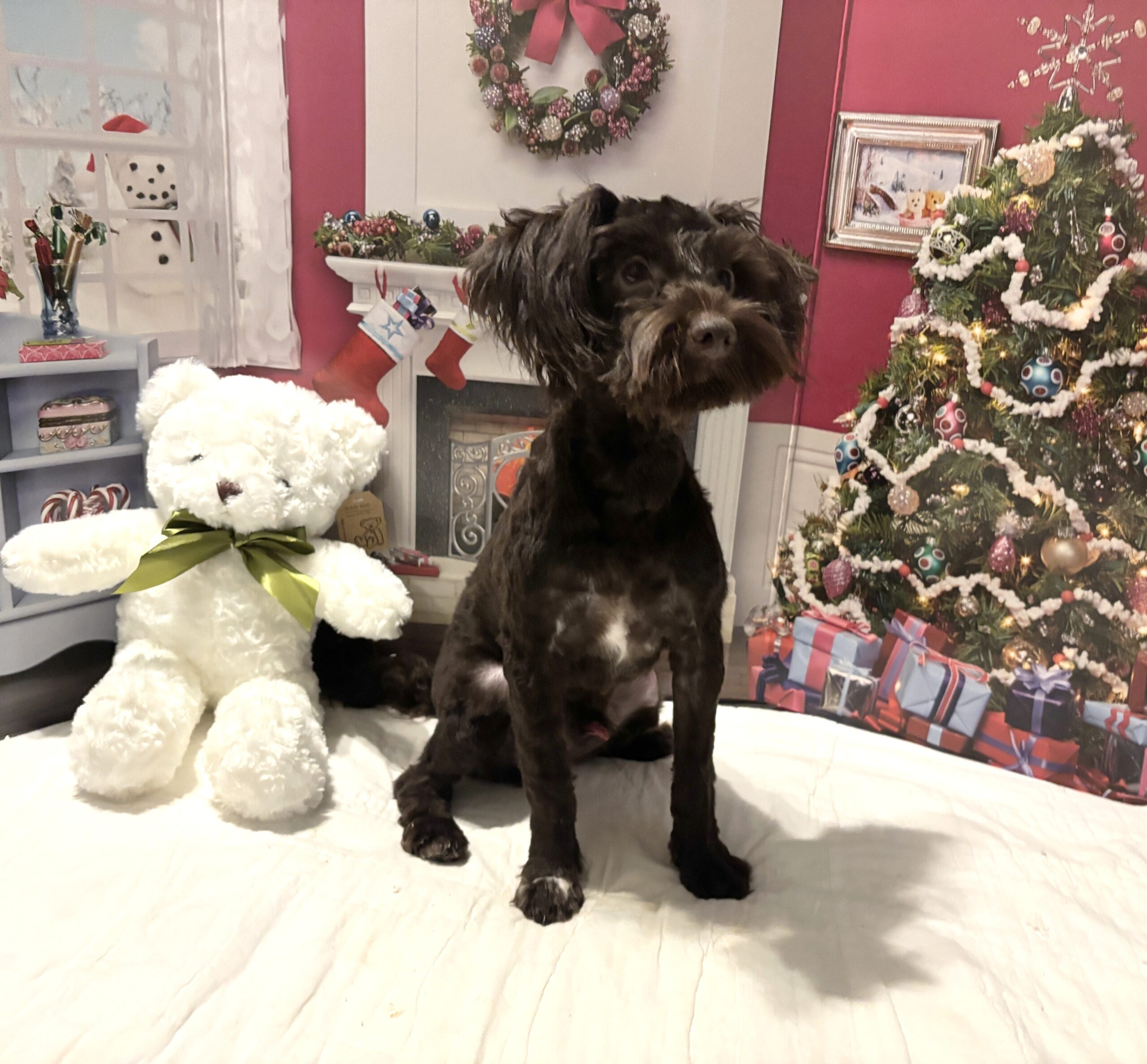 Adam – Toy Schnauzer $1800