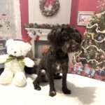 Adam – Toy Schnauzer $1800