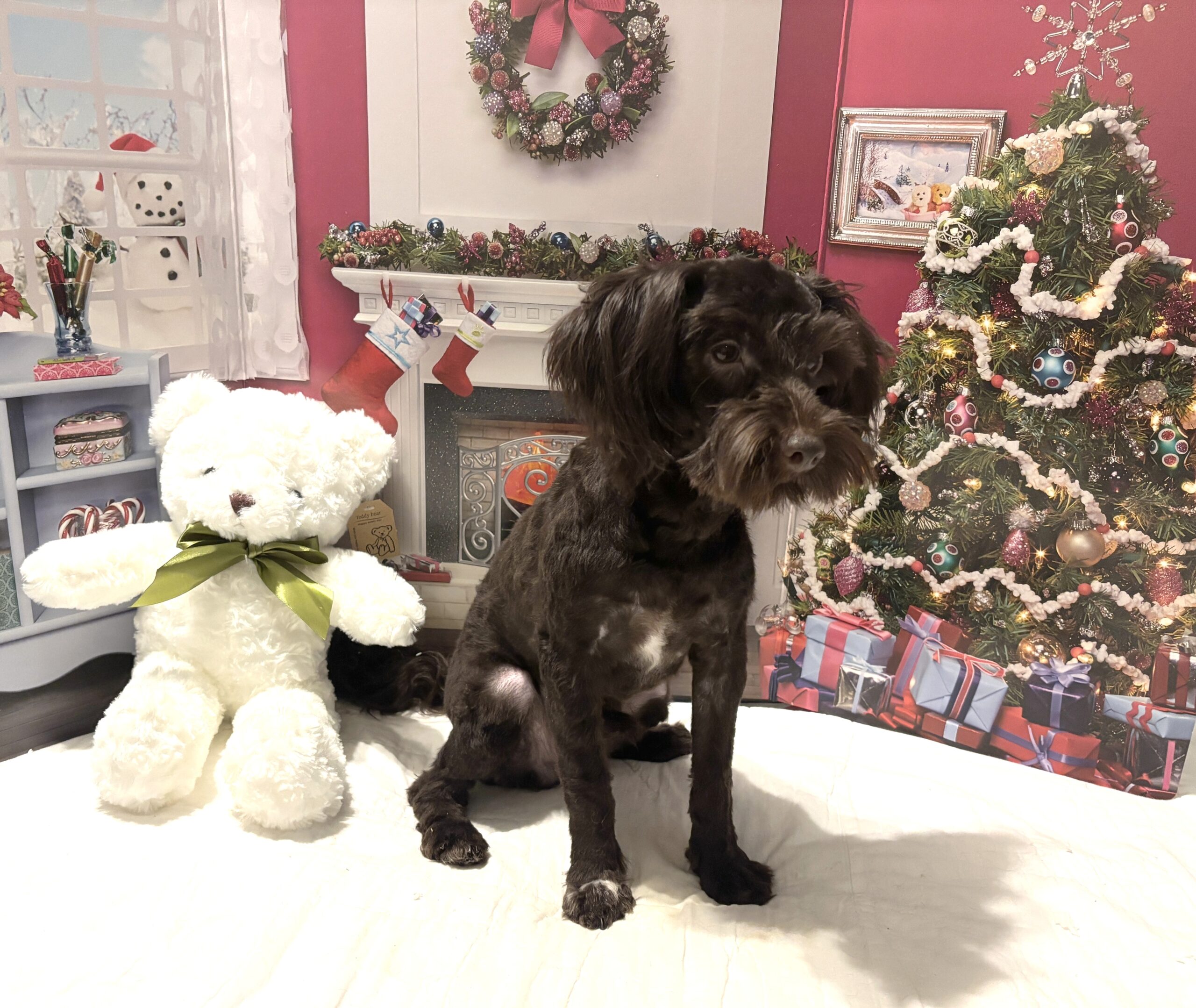 Adam – Toy Schnauzer $1800