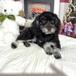 Storm – Toy Schnauzer $1800