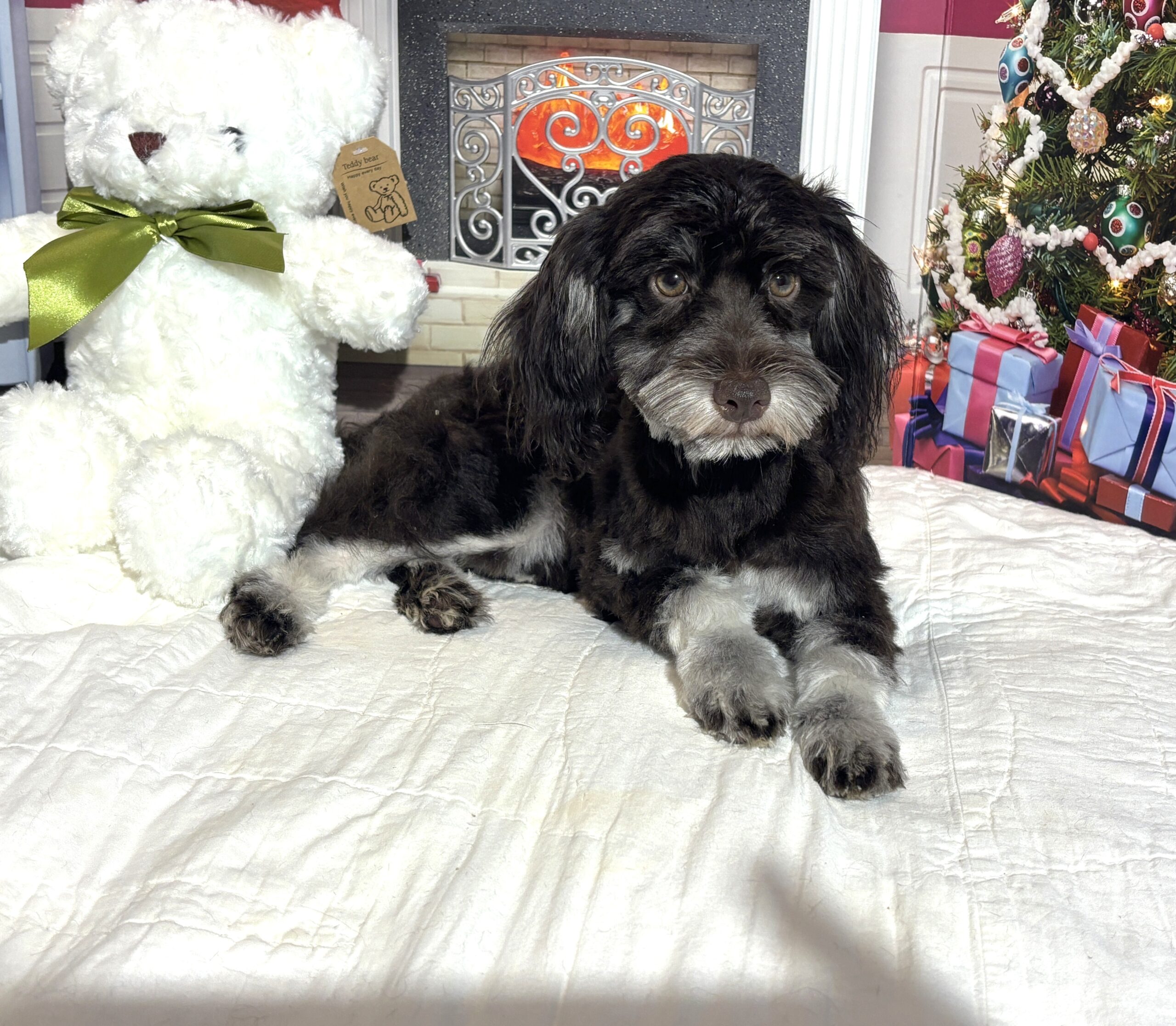 Storm – Toy Schnauzer $1800