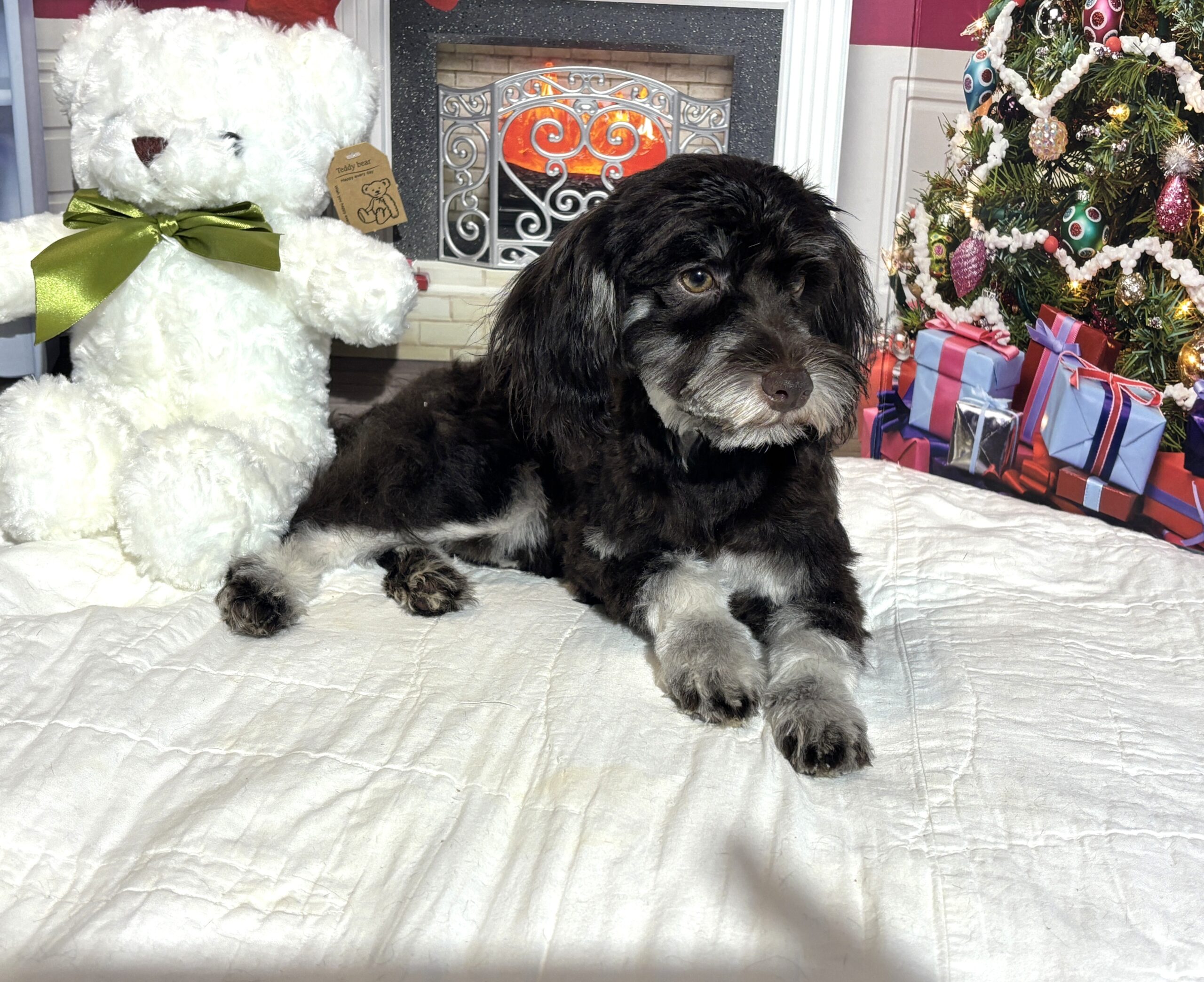 Storm – Toy Schnauzer $1800