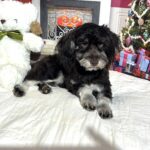 Storm – Toy Schnauzer $1800