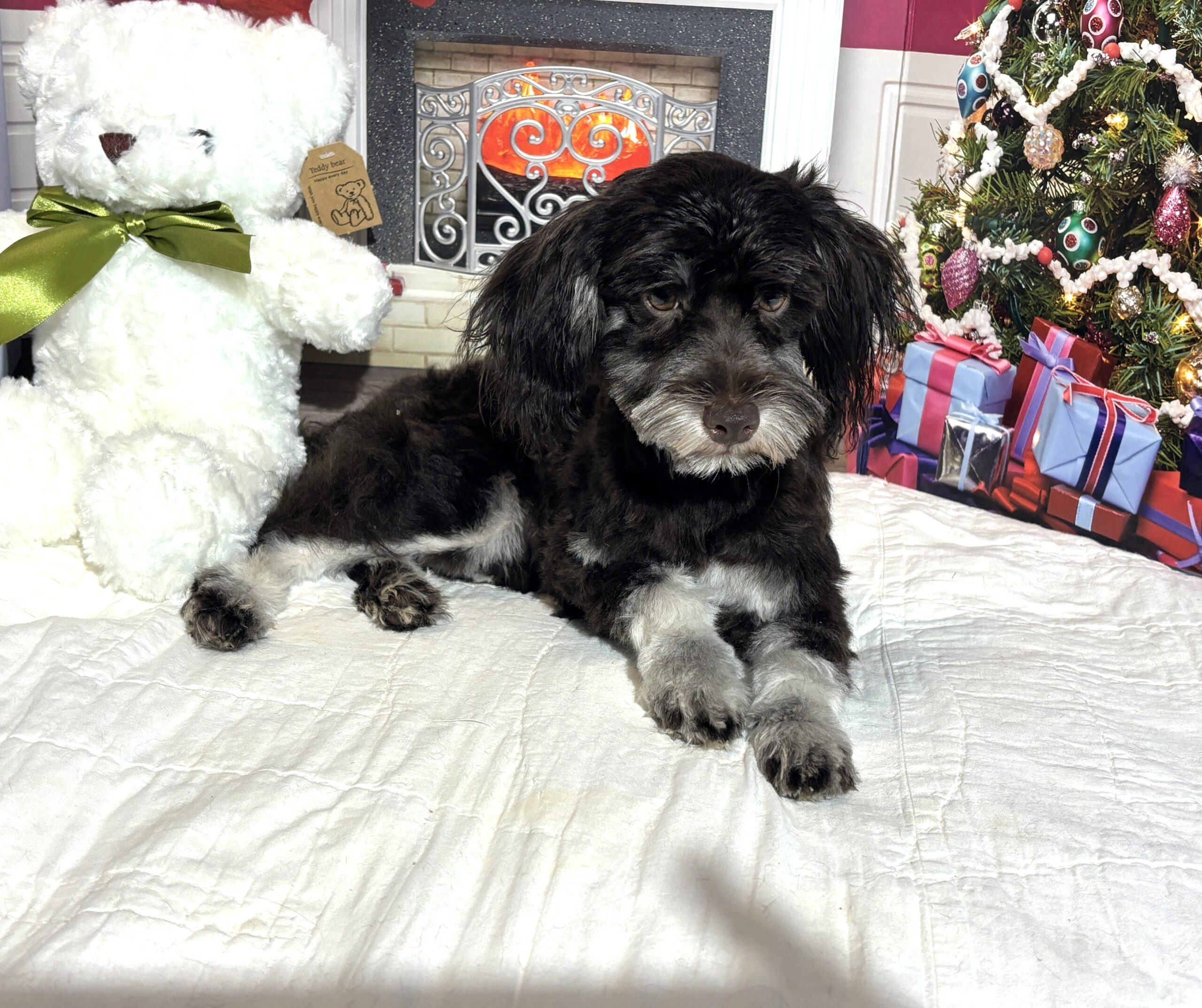 Storm – Toy Schnauzer $1800