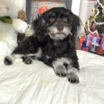 Storm – Toy Schnauzer $1800