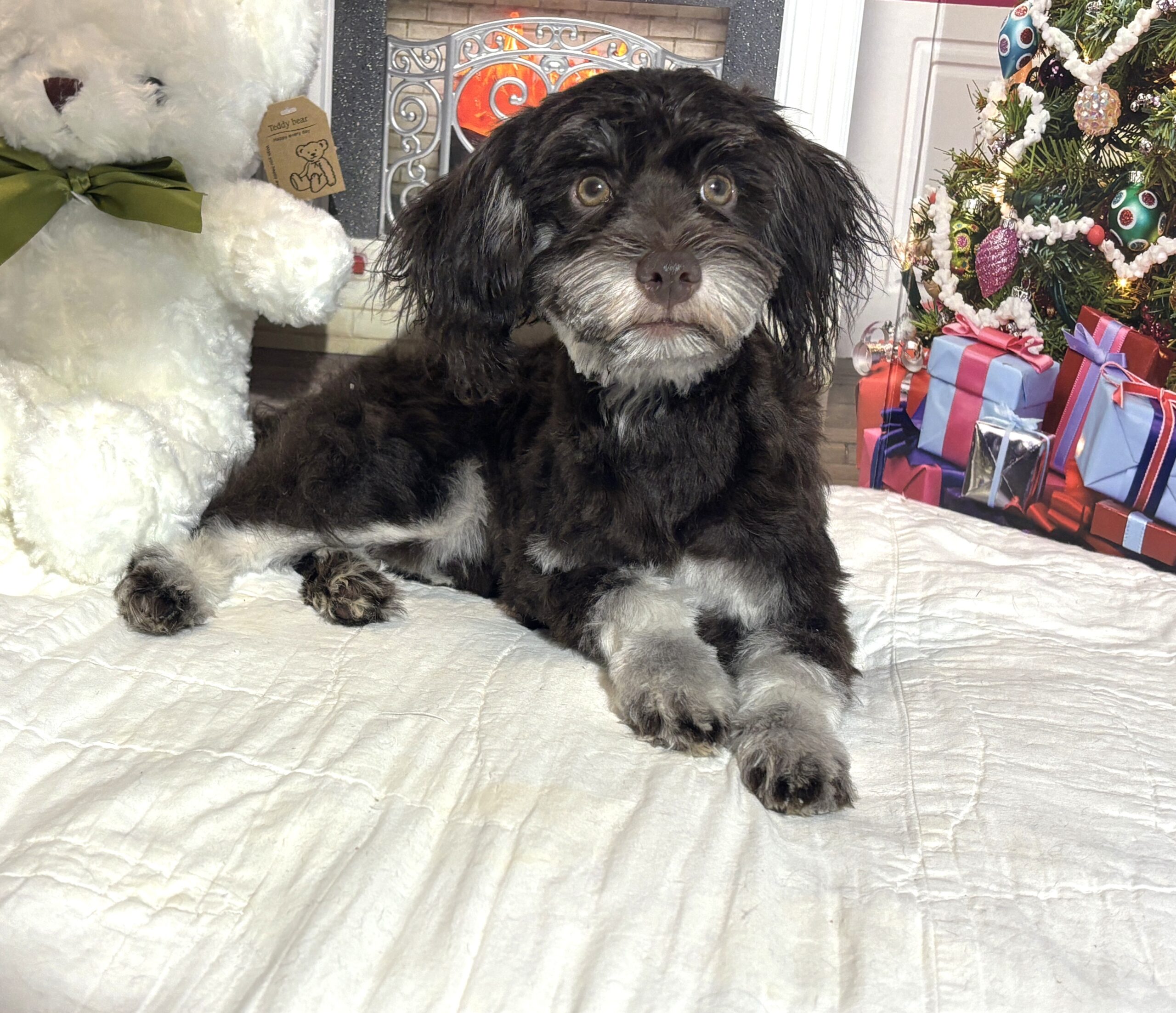 Storm – Toy Schnauzer $1800