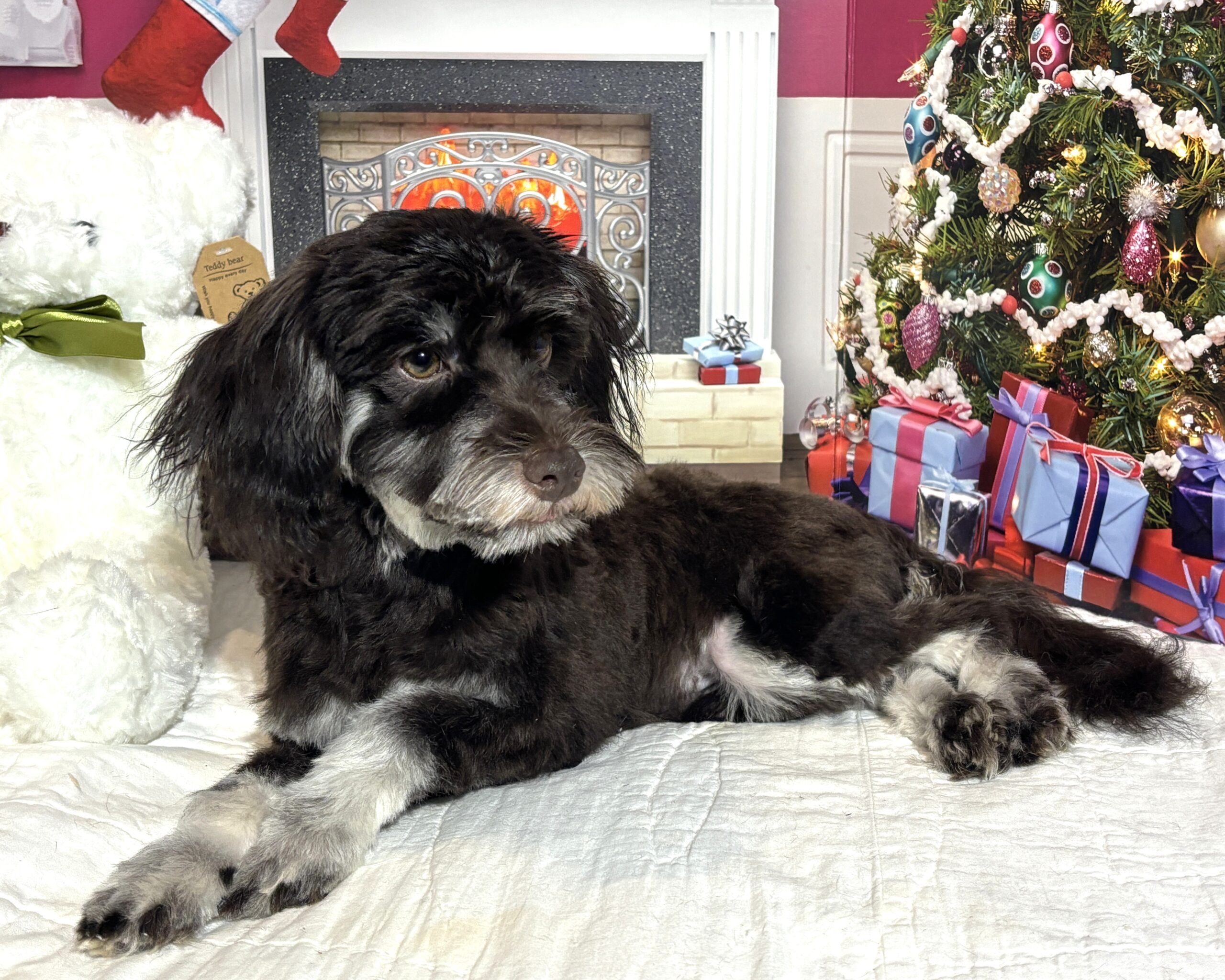 Storm – Toy Schnauzer $1800