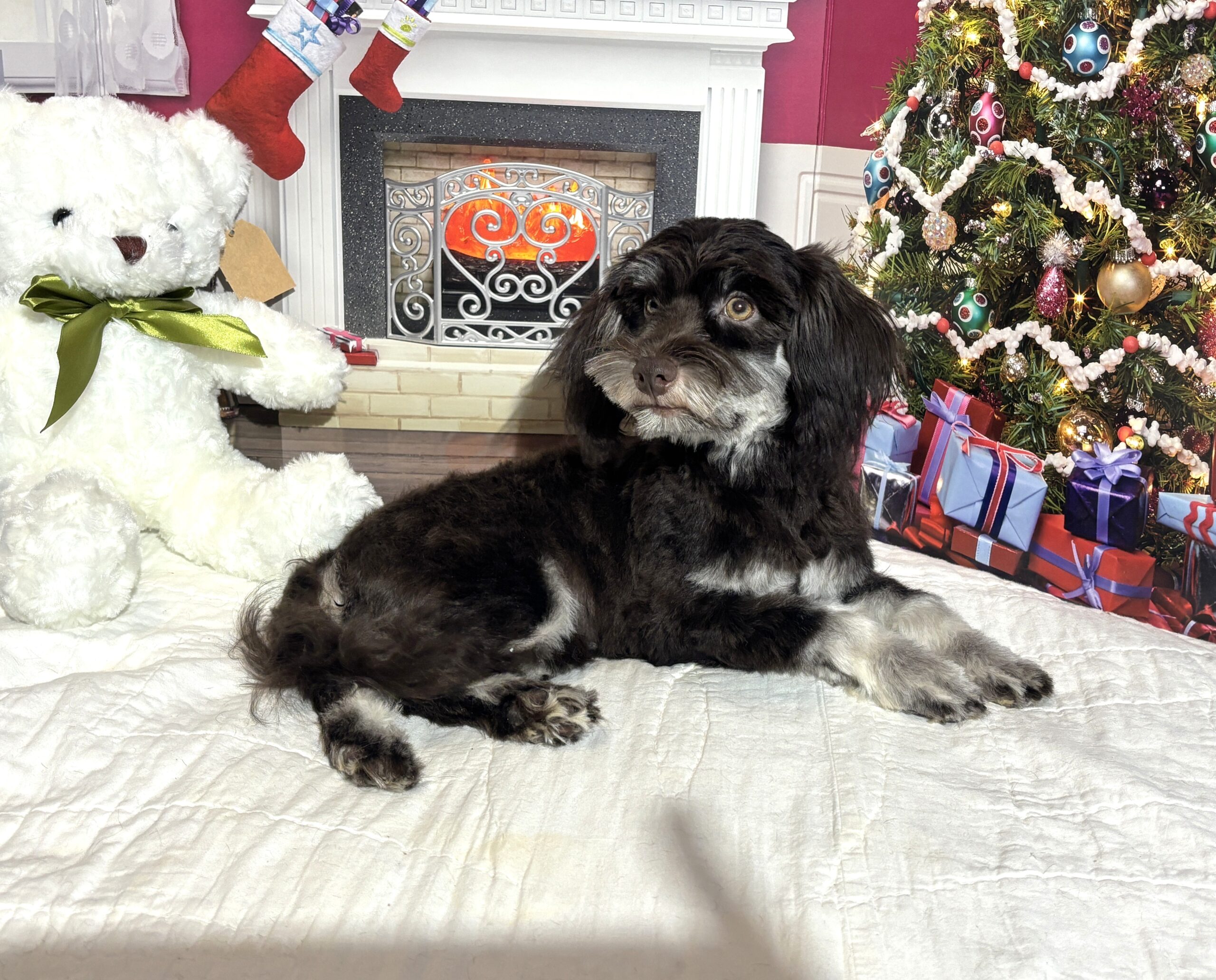 Storm – Toy Schnauzer $1800