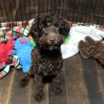 HUEY – Miniature Schnoodle $1800