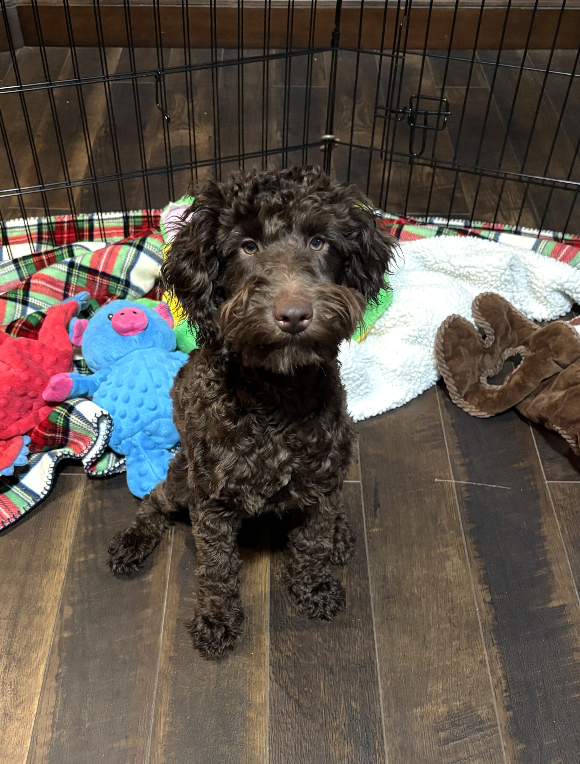 HUEY – Miniature Schnoodle $1800