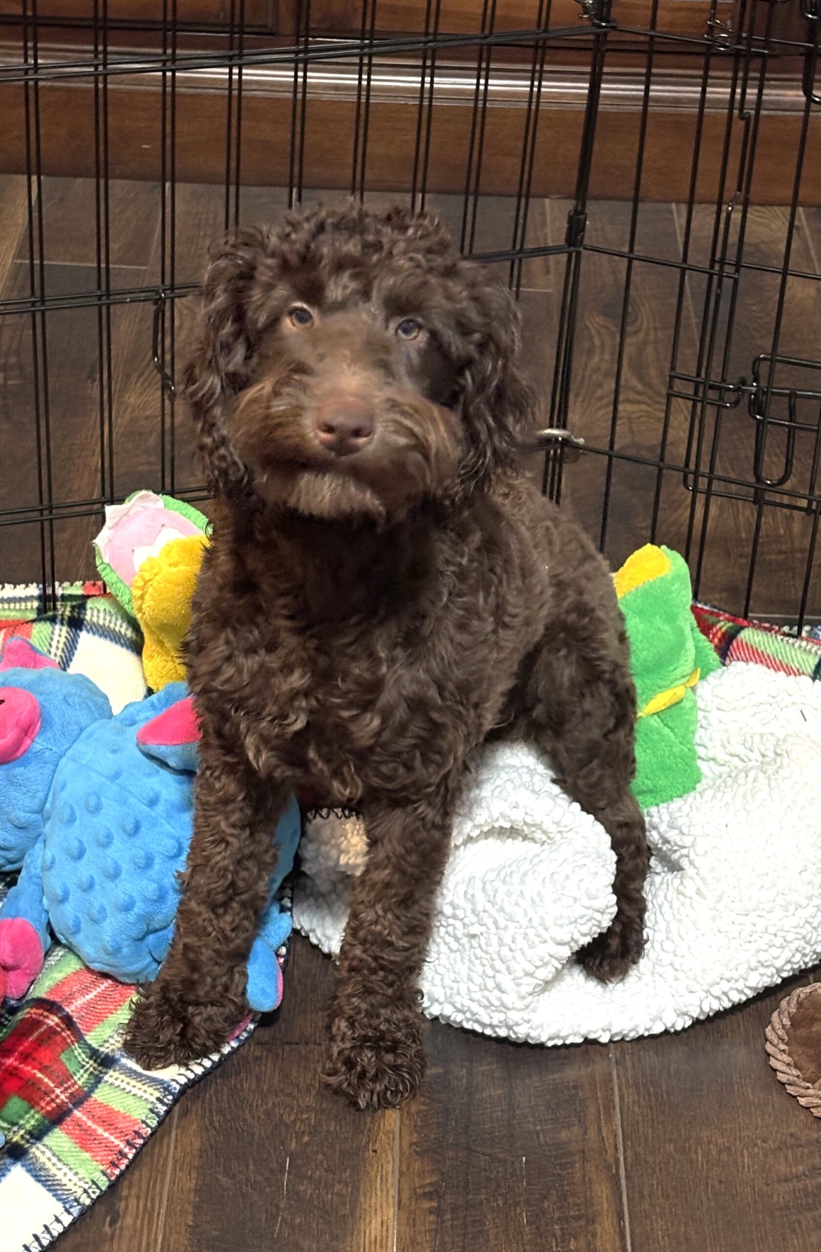HUEY – Miniature Schnoodle $1800