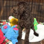 HUEY – Miniature Schnoodle $1800