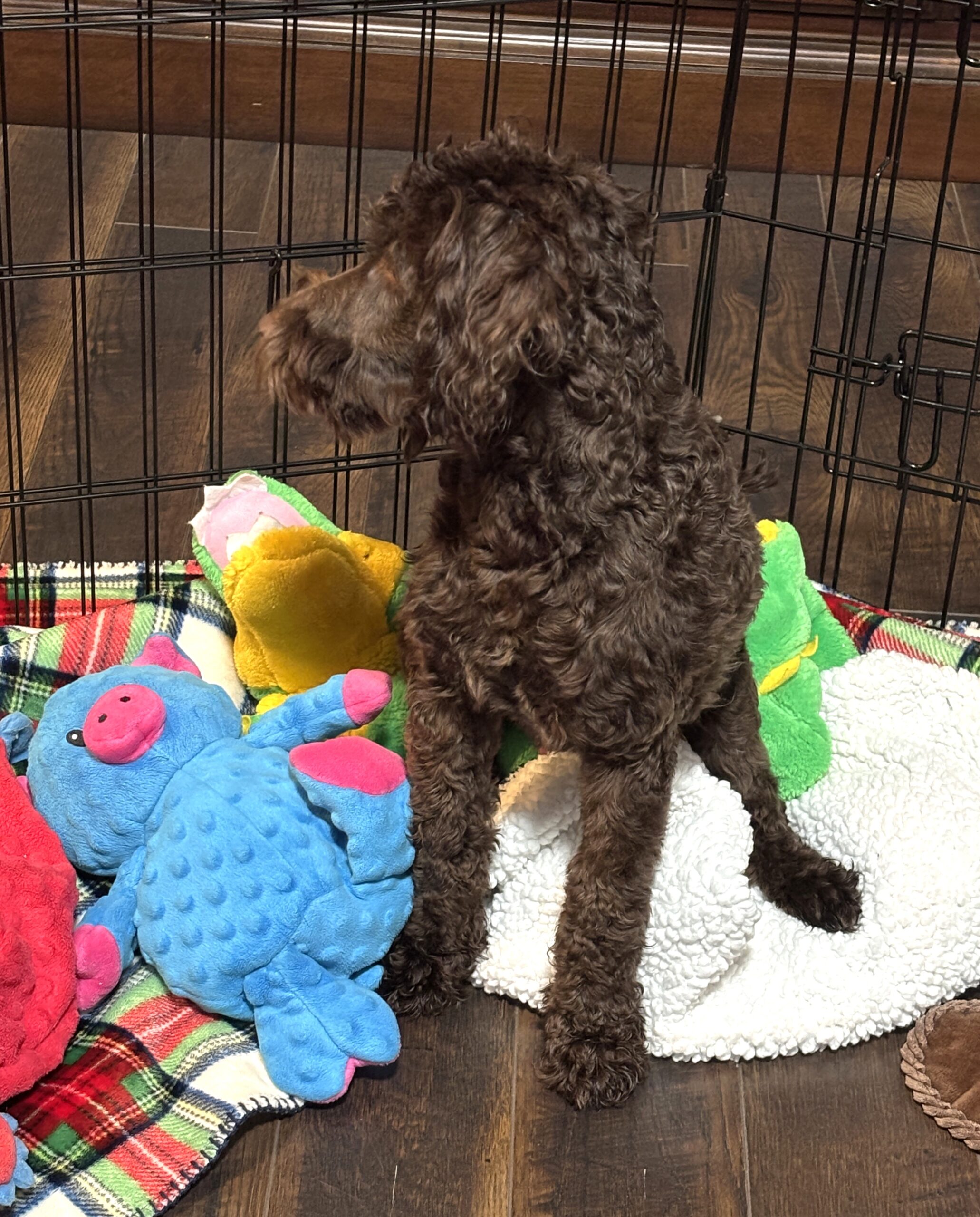 HUEY – Miniature Schnoodle $1800