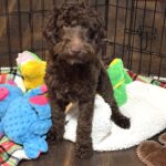 HUEY – Miniature Schnoodle $1800