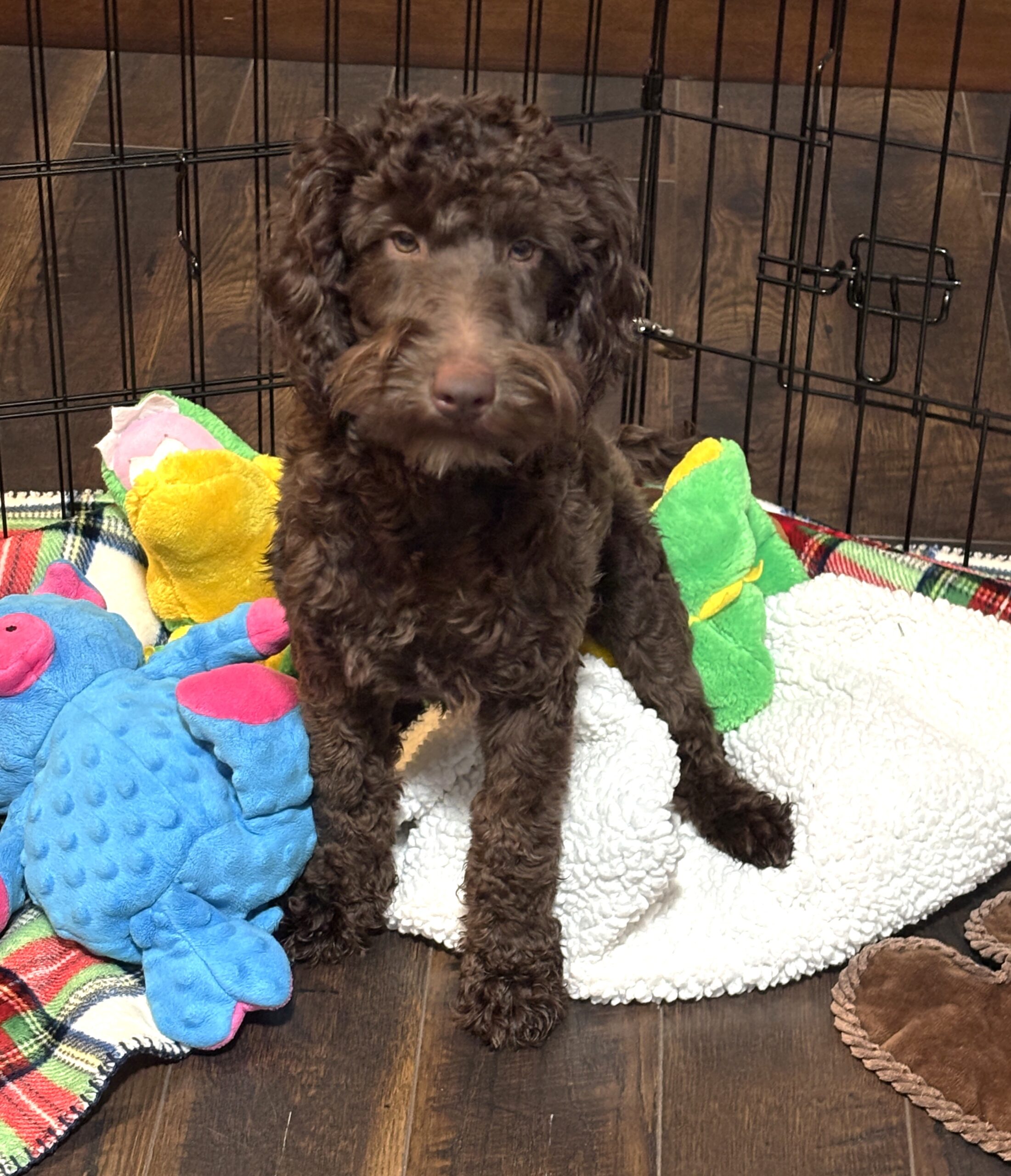 HUEY – Miniature Schnoodle $1800