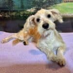 Baxter – Miniature Schnauzer $1800