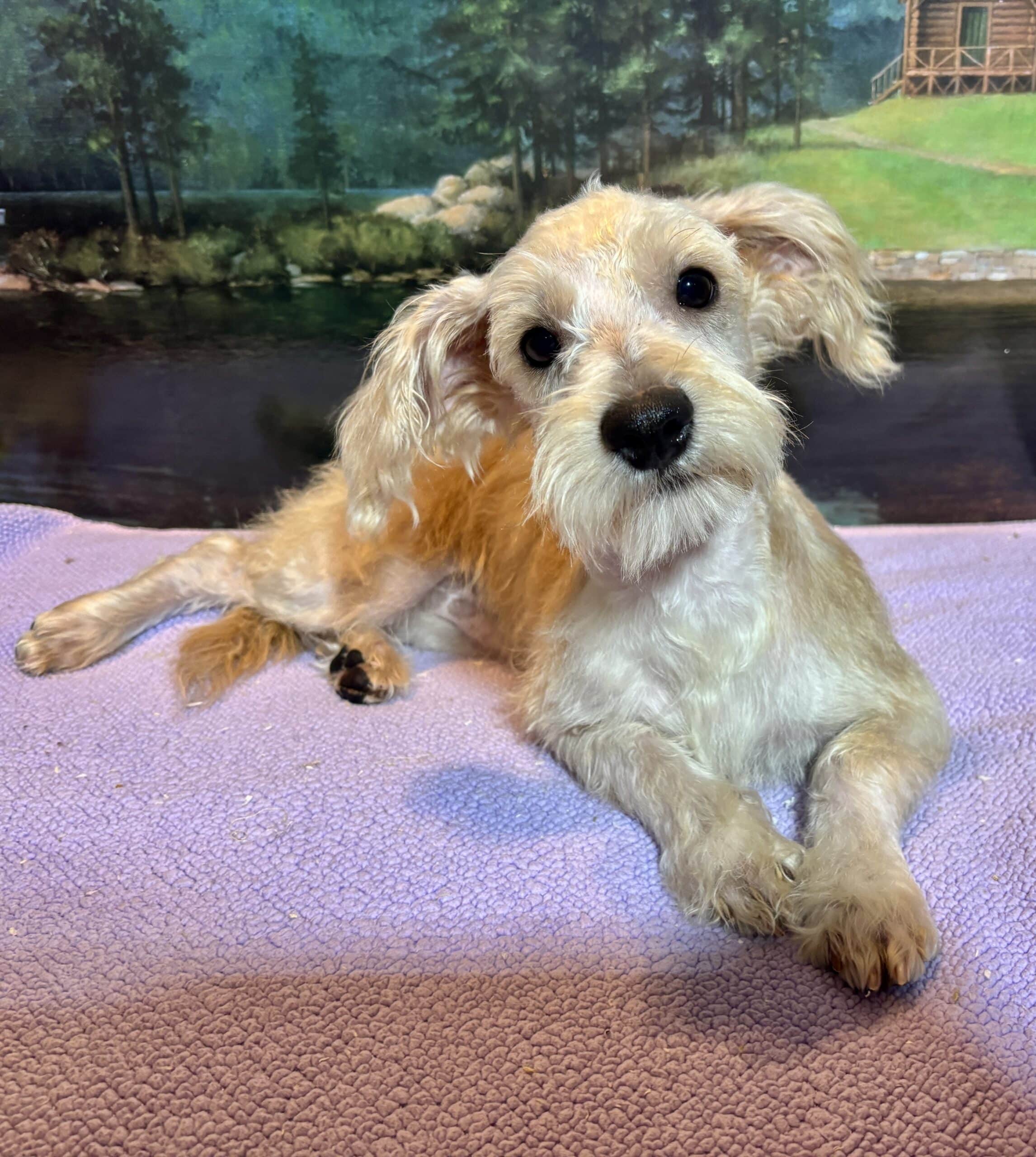 Baxter – Miniature Schnauzer $1800