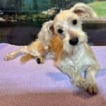 Baxter – Miniature Schnauzer $1800