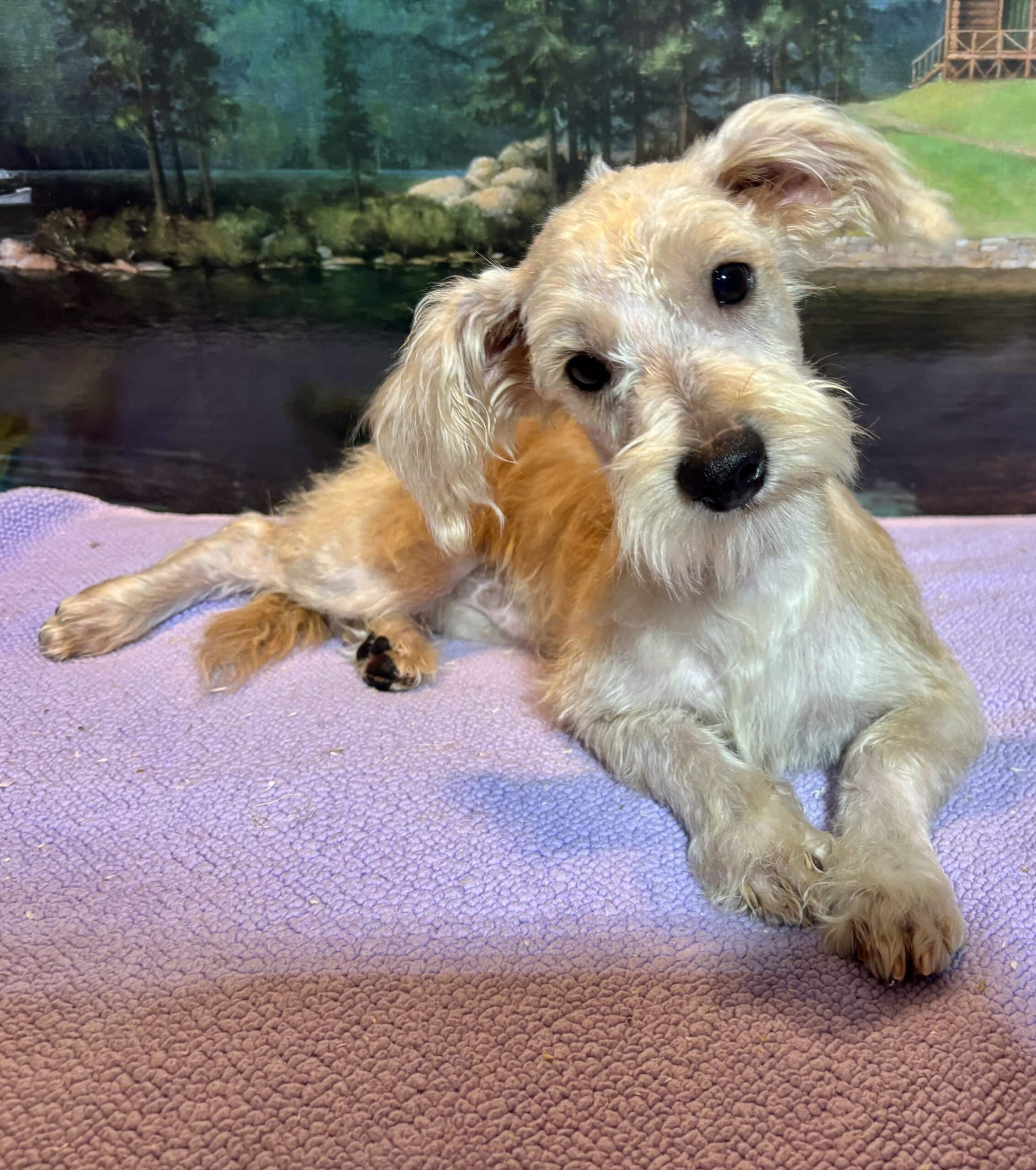 Baxter – Miniature Schnauzer $1800
