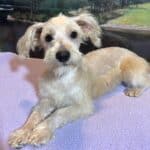 Baxter – Miniature Schnauzer $1800