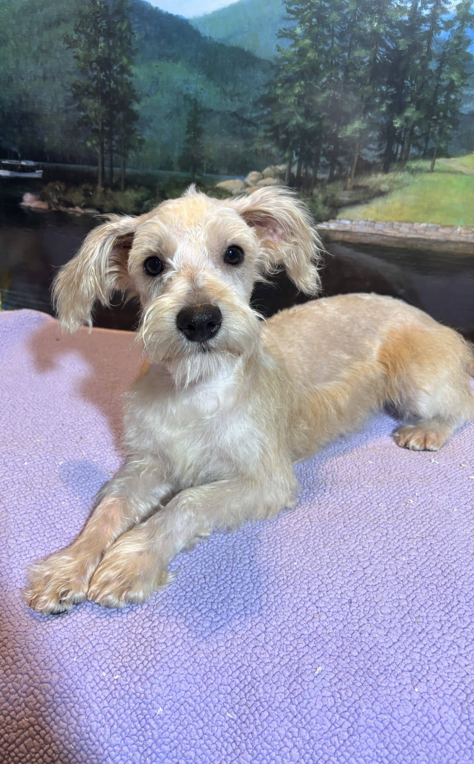 Baxter – Miniature Schnauzer $1800