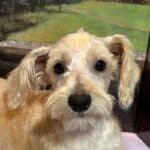 Baxter – Miniature Schnauzer $1800