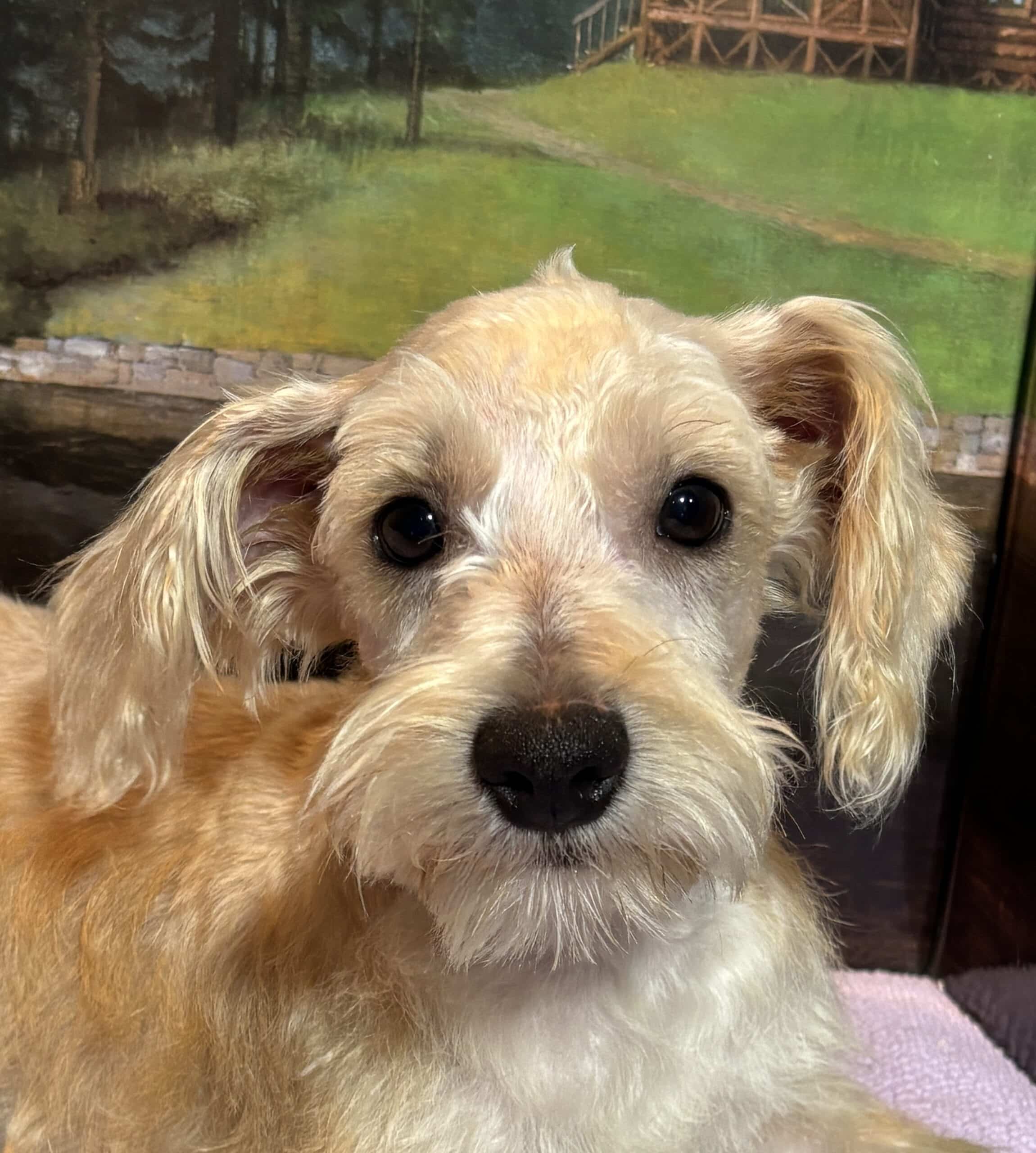 Baxter – Miniature Schnauzer $1800