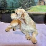 Baxter – Miniature Schnauzer $1800