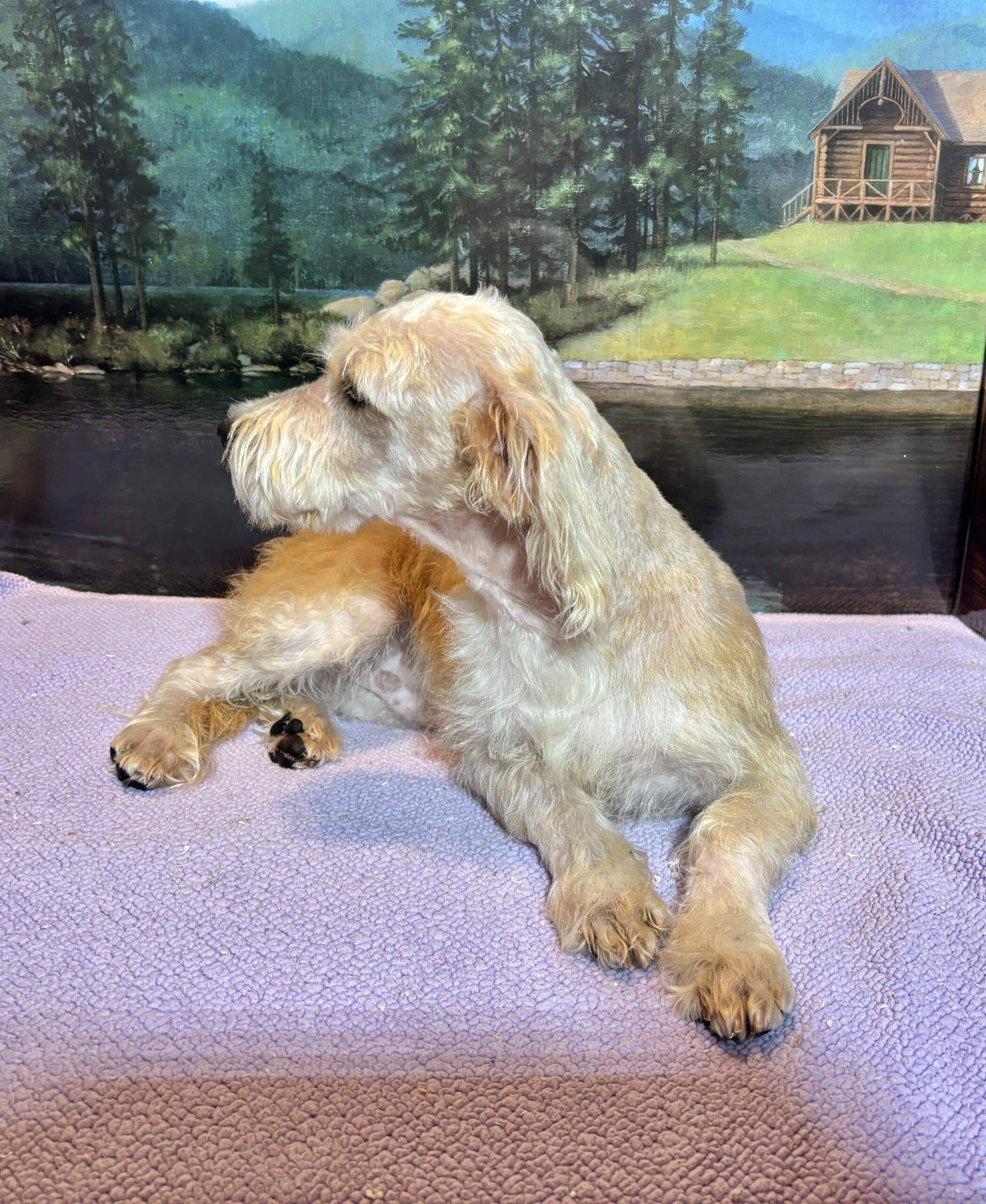 Baxter – Miniature Schnauzer $1800