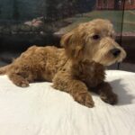 COLE – Miniature Schnoodle $2500