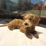 COLE – Miniature Schnoodle $2500