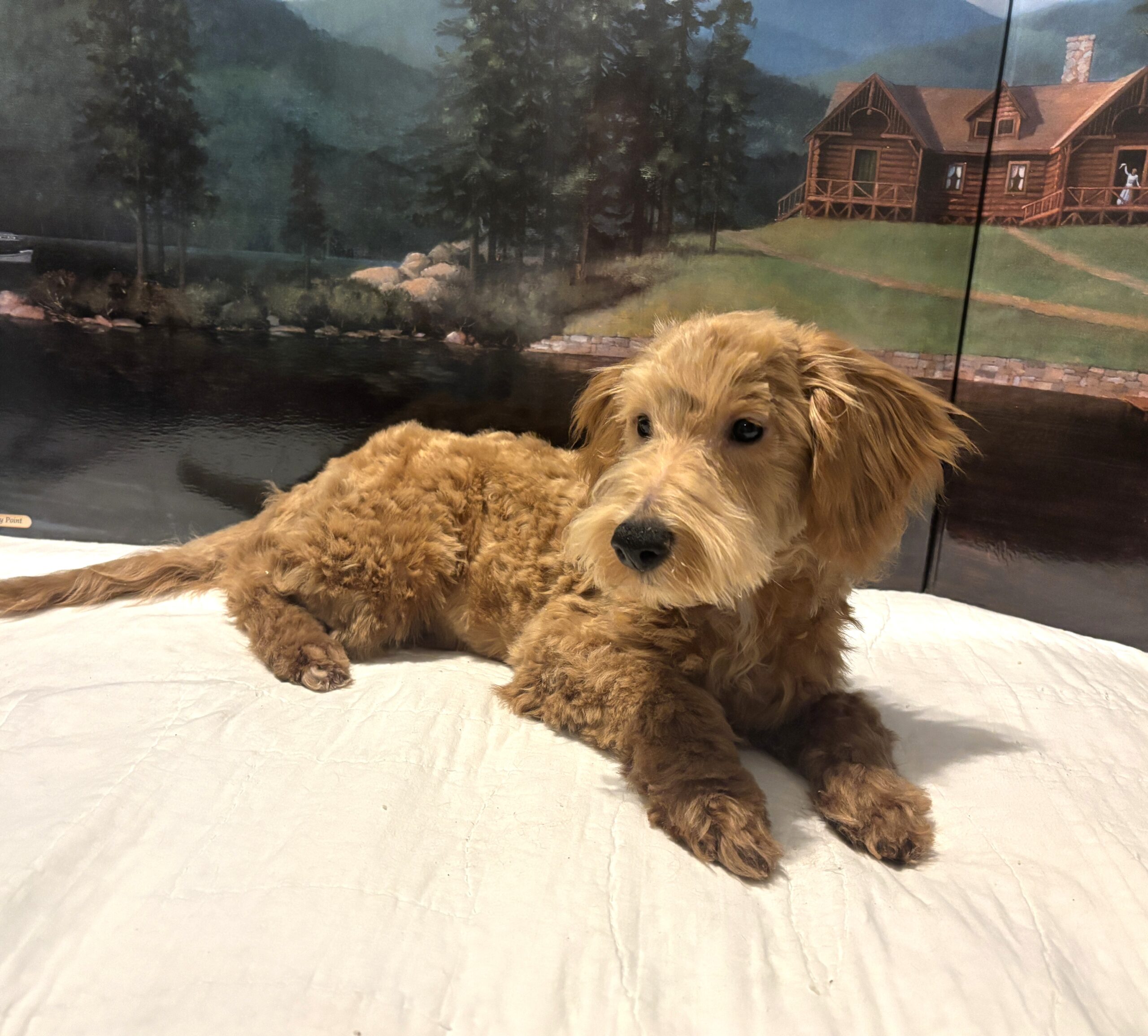 COLE – Miniature Schnoodle $2500