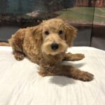 COLE – Miniature Schnoodle $2500