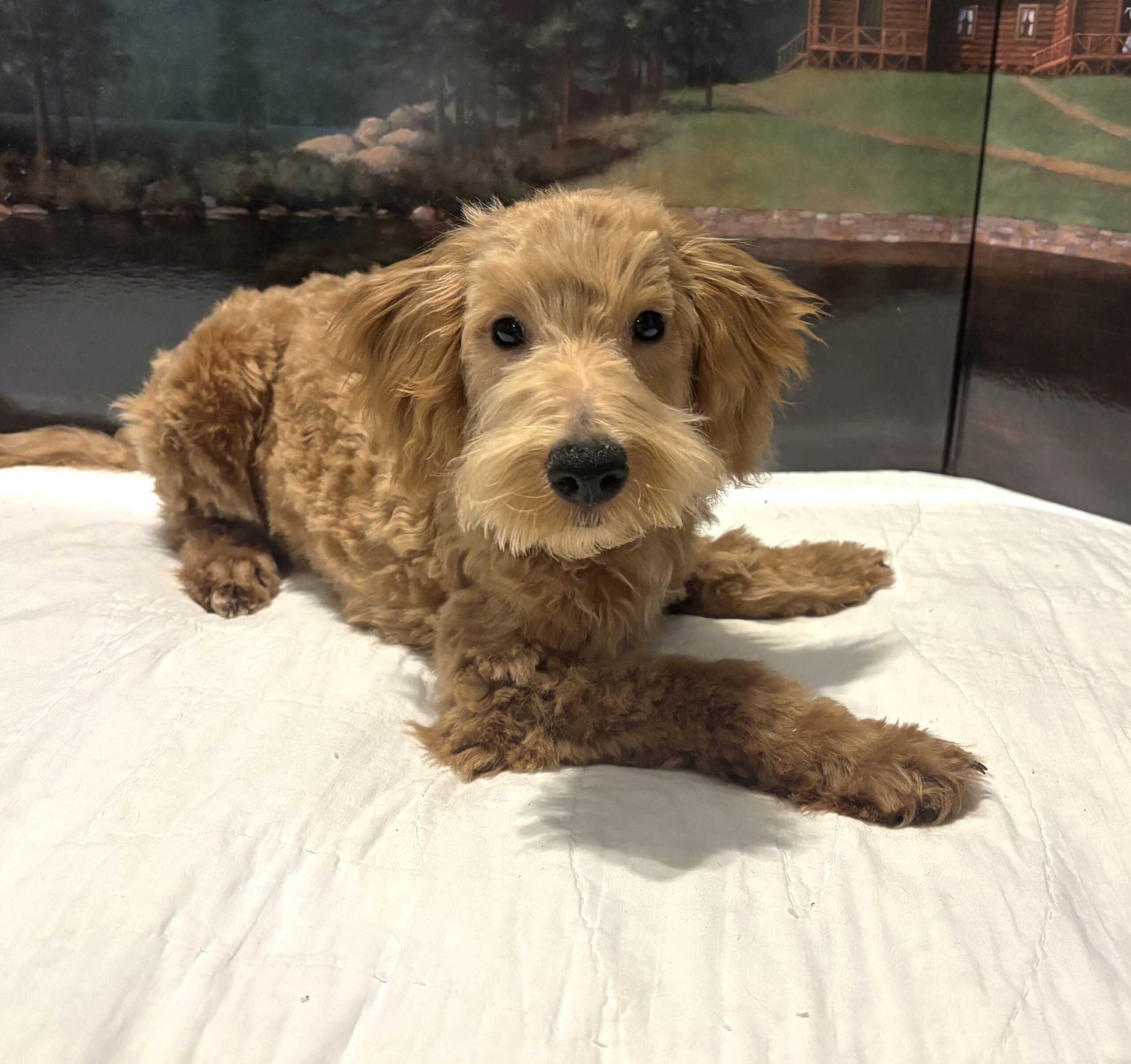 COLE – Miniature Schnoodle $2500