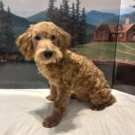 COLE – Miniature Schnoodle $2500