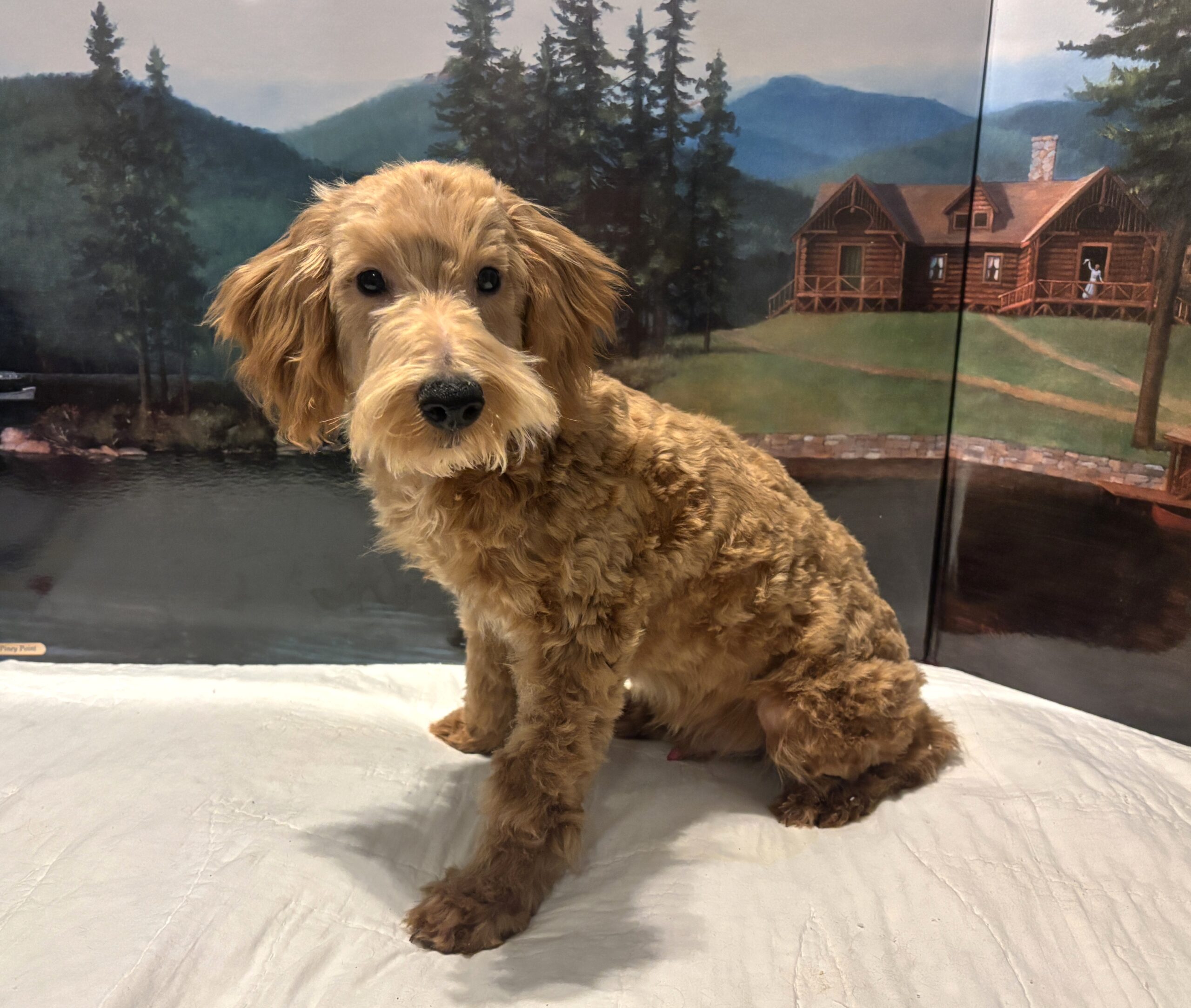 COLE – Miniature Schnoodle $2500