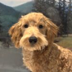 COLE – Miniature Schnoodle $2500
