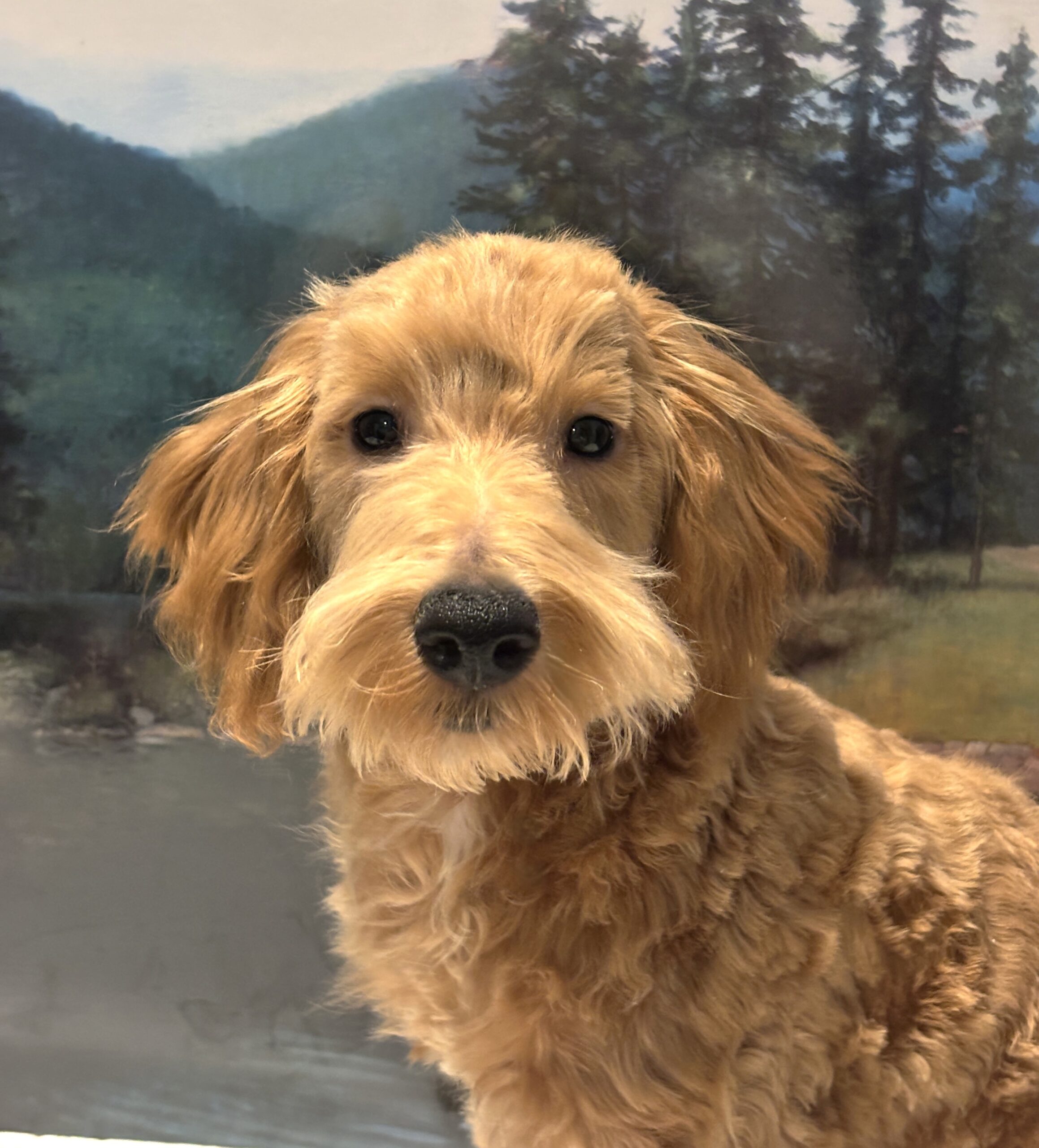 COLE – Miniature Schnoodle $2500