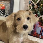 GATSBY – Miniature Schnoodle $2500