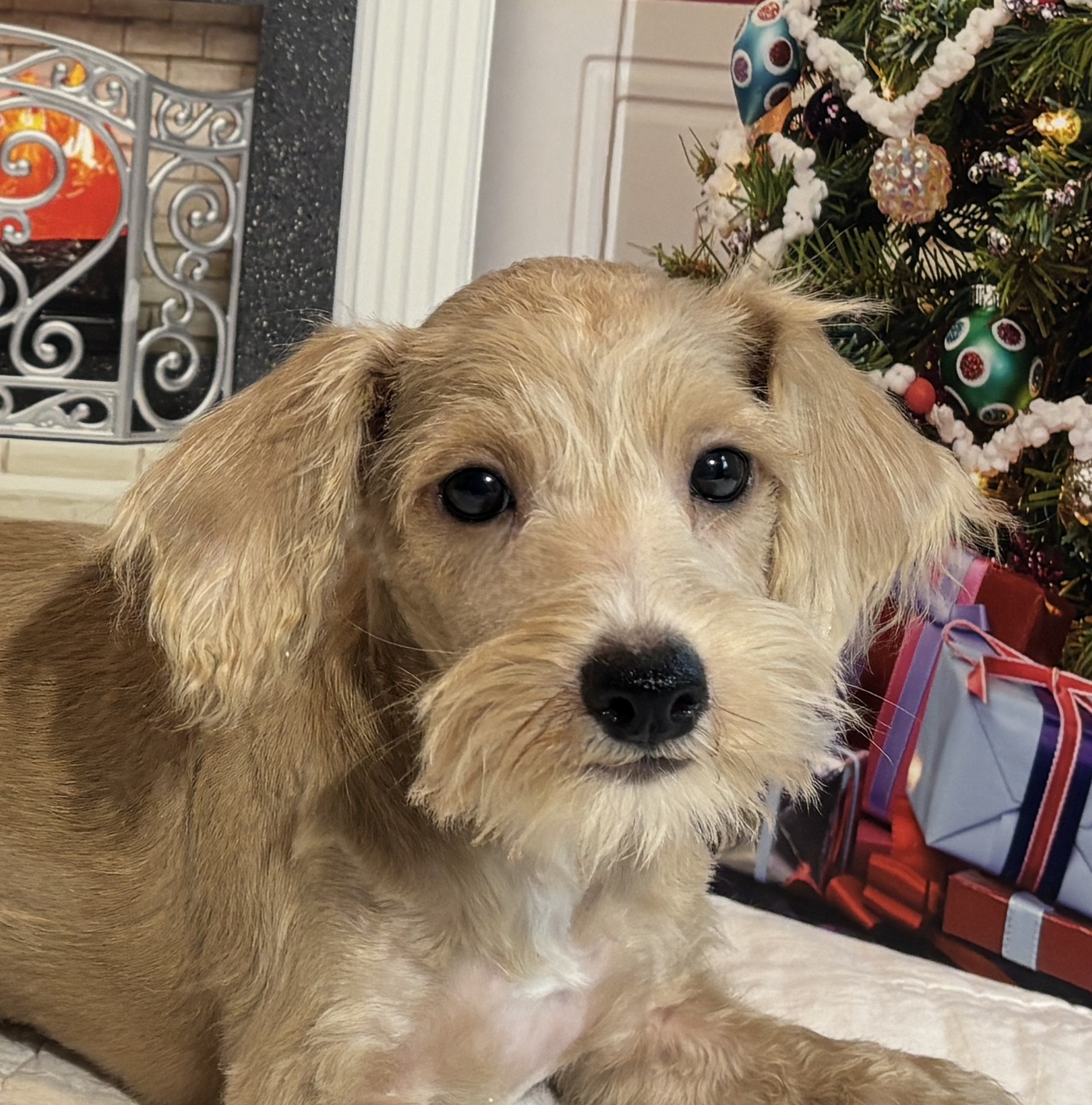 GATSBY – Miniature Schnoodle $2500