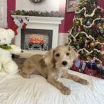 GATSBY – Miniature Schnoodle $2500