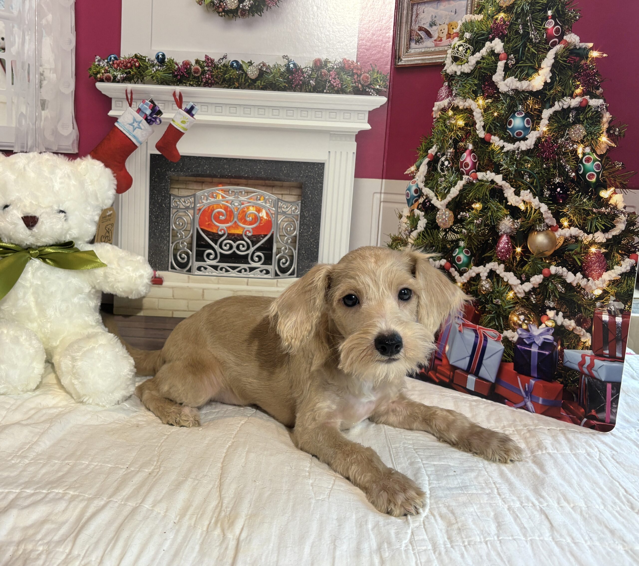 GATSBY – Miniature Schnoodle $2500