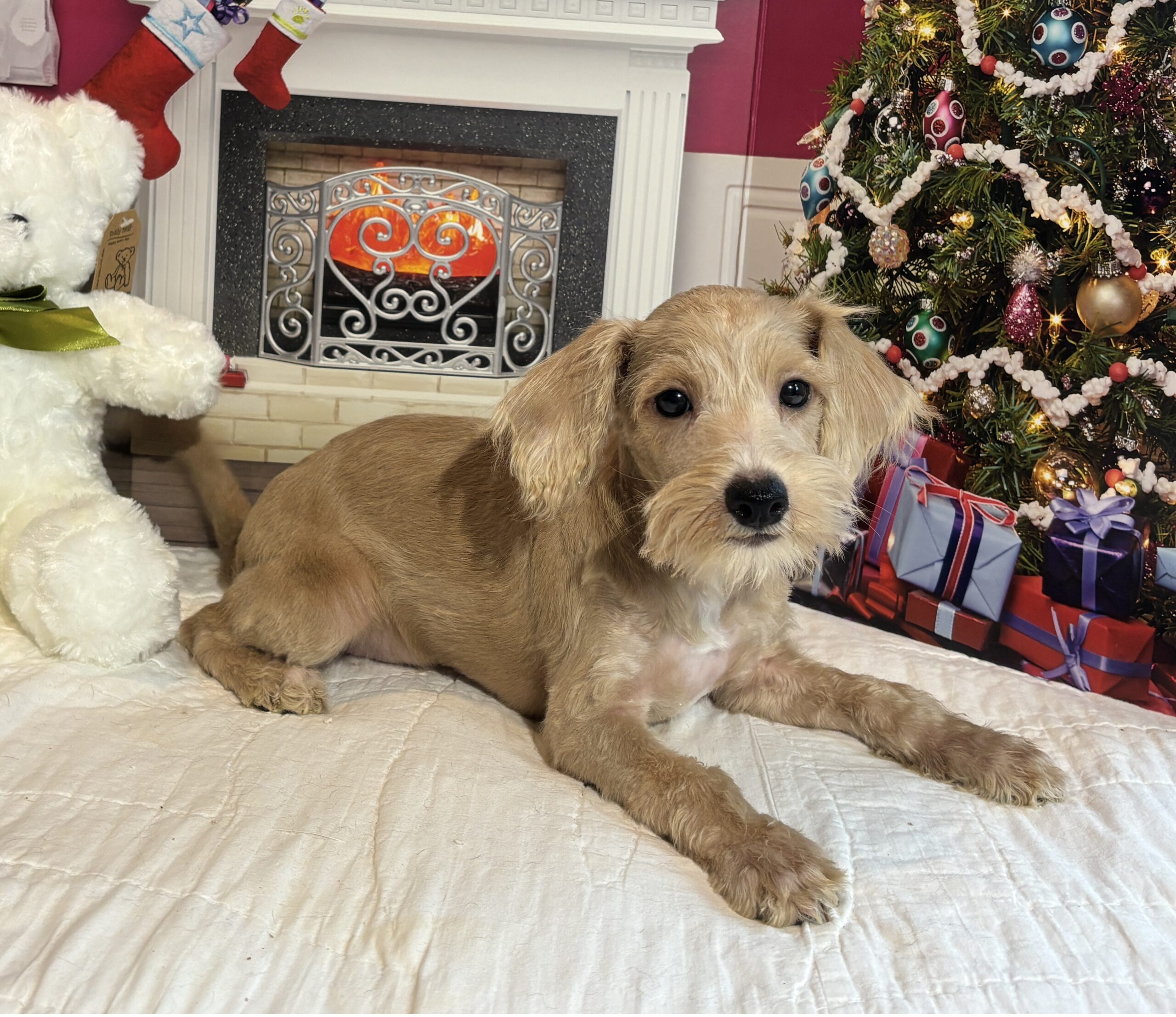 GATSBY – Miniature Schnoodle $2500