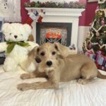 GATSBY – Miniature Schnoodle $2500