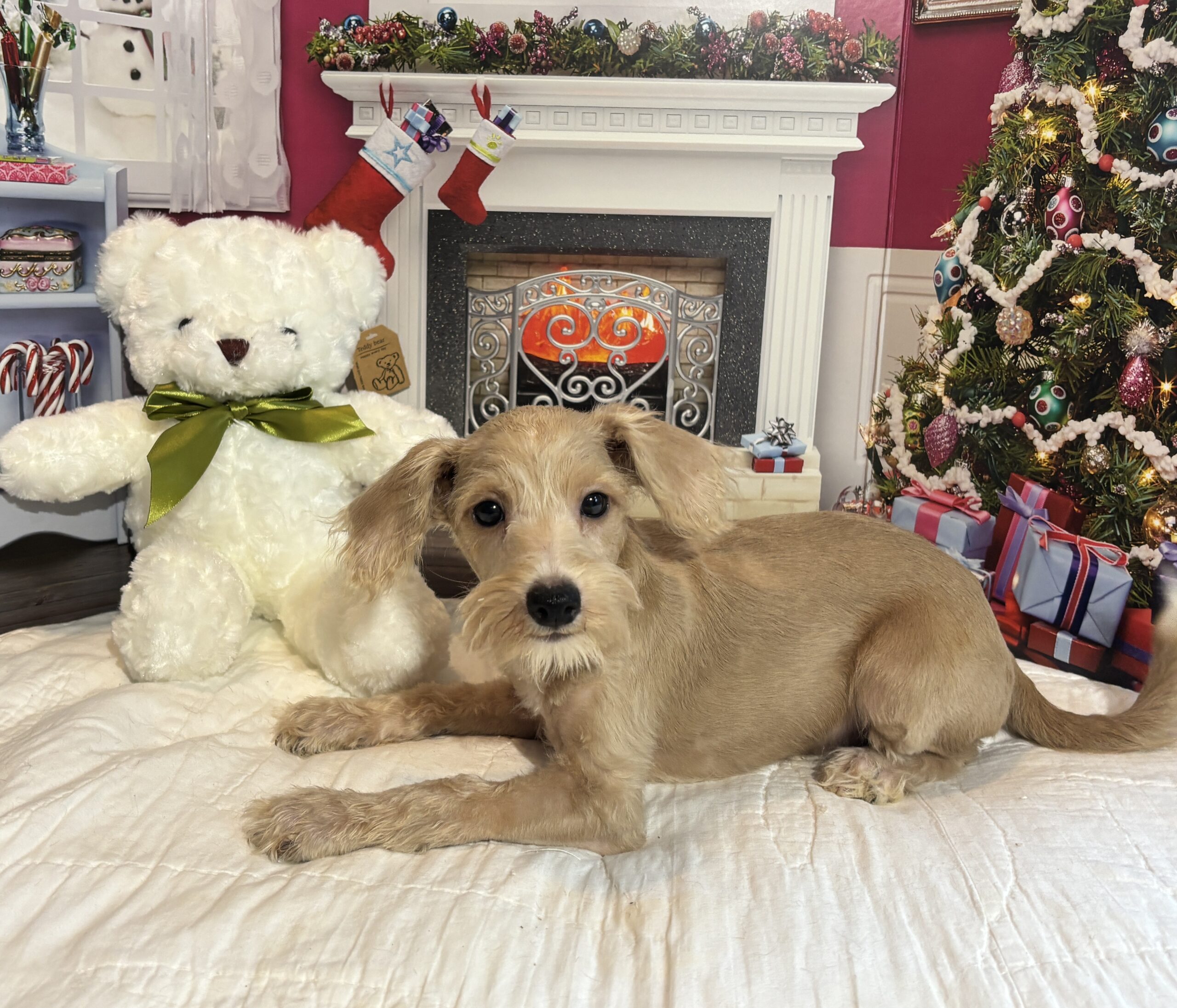 GATSBY – Miniature Schnoodle $2500